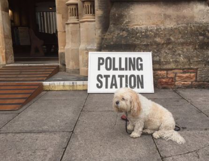 Pozele care-ți înseninează ziua. Cei mai amuzanți câini care au mers cu stăpânii la alegerile din UK