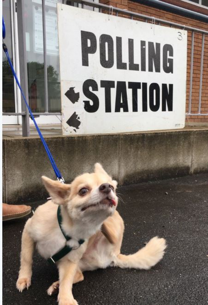 Pozele care-ți înseninează ziua. Cei mai amuzanți câini care au mers cu stăpânii la alegerile din UK