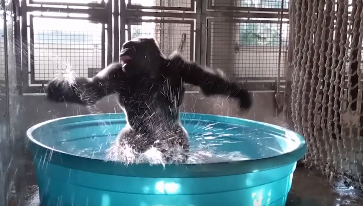 IMAGINI VIRALE! Gorila din piscină: se mișcă mai bine decât un dansator profesionist