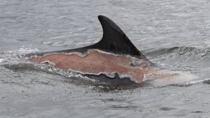 Delfinul cu pielea arsă de soare a uimit cercetătorii prin forța sa vitală