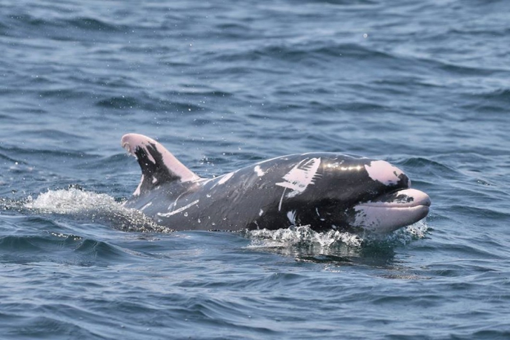 Delfinul cu pielea arsă de soare a uimit cercetătorii prin forța sa vitală