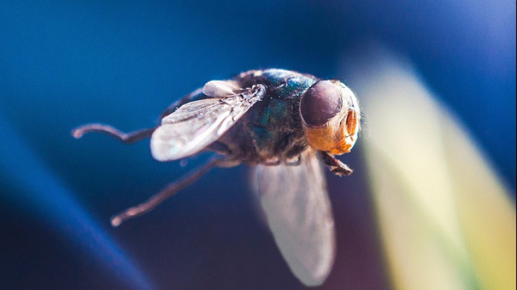 Cum să scapi de țânțari și de muște fără niciun fel de soluție 