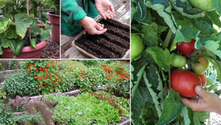 Trucuri eficiente pentru grădinărit! Îndepărtează dăunătorii, previn bolile şi înbunătăţesc solul