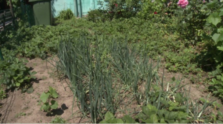 Soluţia creativă a craiovenilor care stau la bloc: UNDE şi-au făcut grădina de legume