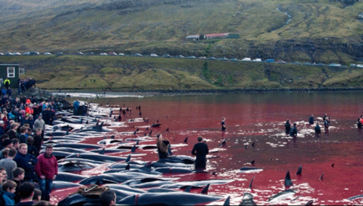 Tradiție revoltătoare! Masacrul balenelor din Insulele Faroe continuă nestingherit