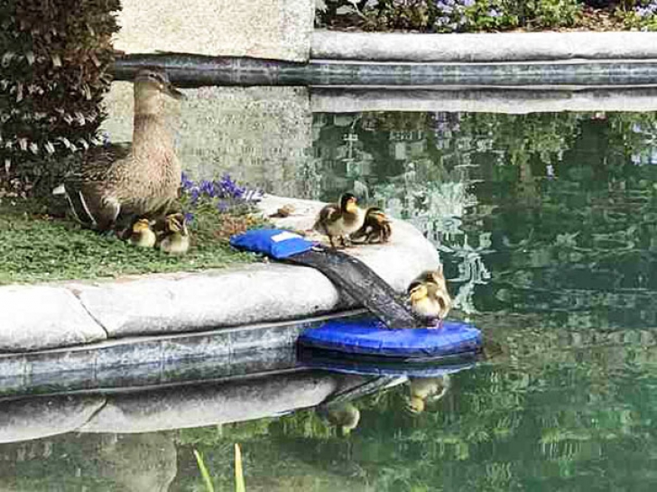 Obligatoriu pentru cine are piscină! Această invenție a salvat viața multor animale rătăcite