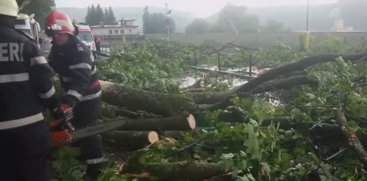 Un copac a căzut, la Braşov, peste o maşină în care se aflau un adult, un copil şi un bebeluş