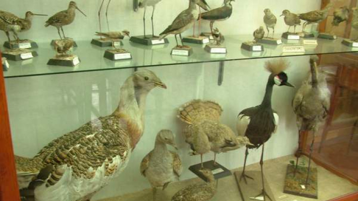 A furat pene de la păsările expuse în muzeu. Prejudiciu de 6 milioane de dolari. Motivul, ireal