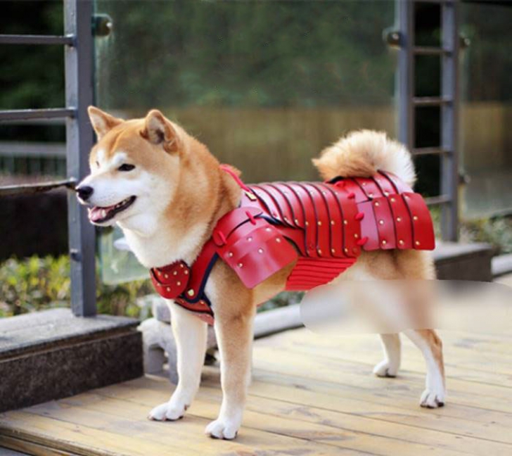 Ultima fiţă pentru câini şi pisici - armura de samurai. Cum arată