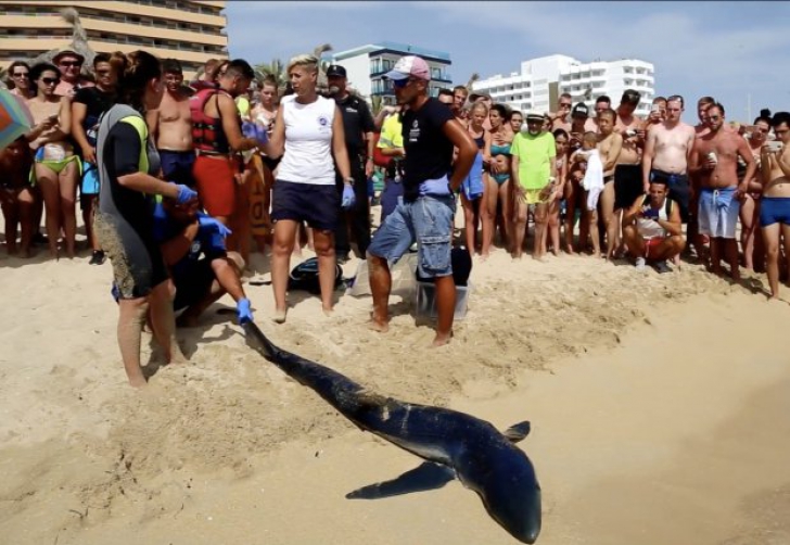 ȘOCANT! Un rechin enorm a fost omorât după ce a terorizat turiștii dintr-o stațiune spaniolă
