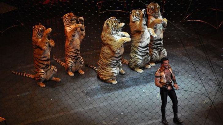 Niciun circ din România nu va mai folosi animale sălbatice în spectacole