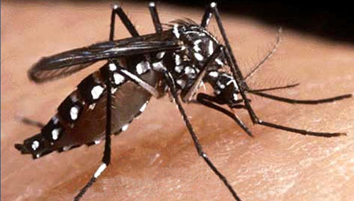 Alertă în Italia pentru febra Dengue. Crește numărul controalelor la frontieră