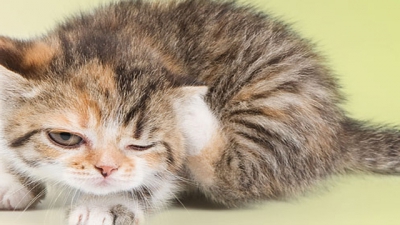 Cum să scapi de purici. Metodele naturale de a îndepărta insectele care pot să sară de 200 de ori mai sus decât propria înalțime