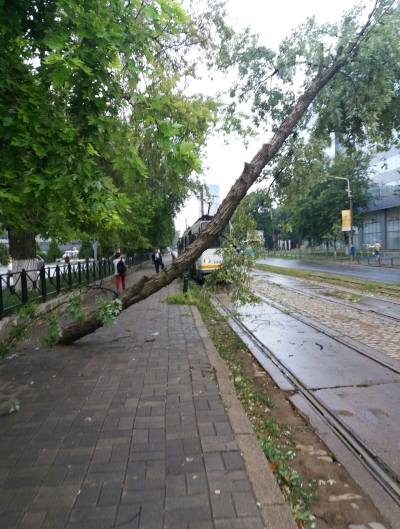 Copaci căzuţi Bucuresti