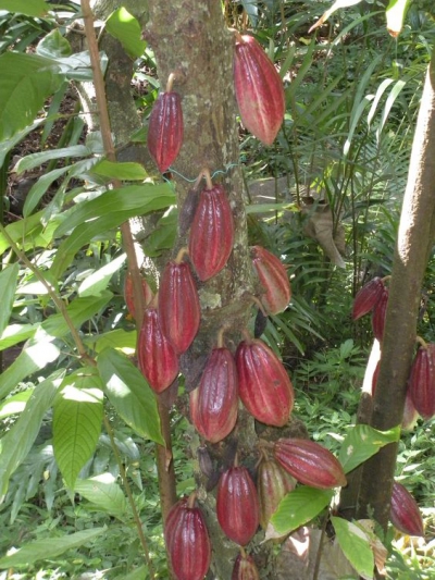 Nu ți le imaginai așa. Cum cresc, de fapt, aceste 8 fructe pe care le consumăm des