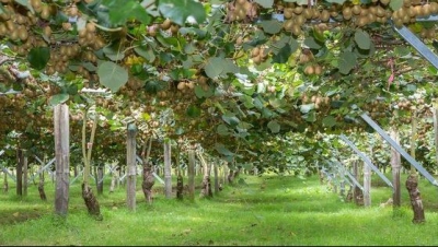 Nu ți le imaginai așa. Cum cresc, de fapt, aceste 8 fructe pe care le consumăm des