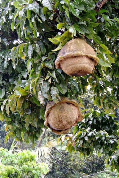 Nu ți le imaginai așa. Cum cresc, de fapt, aceste 8 fructe pe care le consumăm des