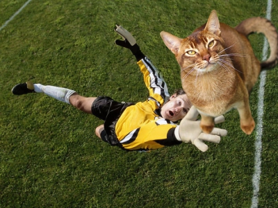 Puterea Photoshop-ului: pisici pe terenul de fotbal, în timpul meciurilor oficiale! Râzi cu lacrimi