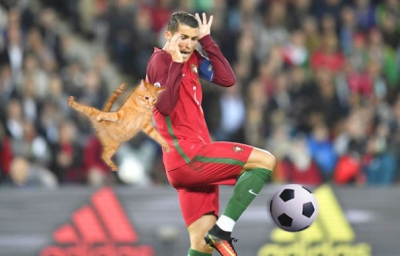 Puterea Photoshop-ului: pisici pe terenul de fotbal, în timpul meciurilor oficiale! Râzi cu lacrimi