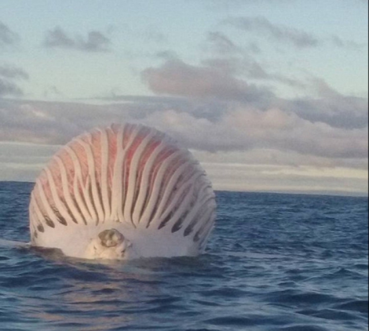 A văzut un balon uriaş în mijlocul mării. A ajuns la el și a încremenit! Ce era de fapt 