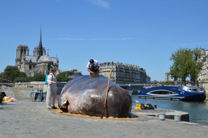 O creatură uriașă a ieșit din Sena și a ajuns în centrul Parisului. Trecătorii, șocați. Cum arată