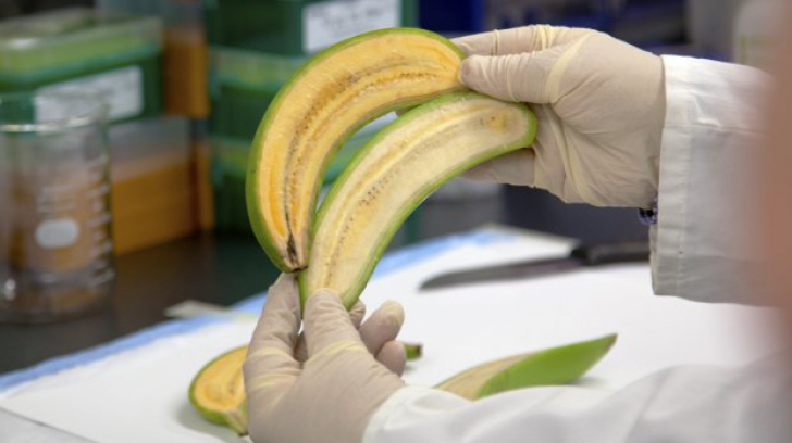 Descoperire ULUITOARE a cercetătorilor! Aceste banane ar putea salva viețile a sute de mii de copii 