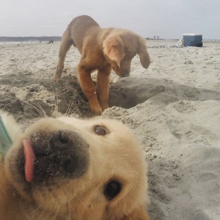 Cele mai amuzante fotografii cu pui din rasa Golden Retriever! Râzi cu lacrimi