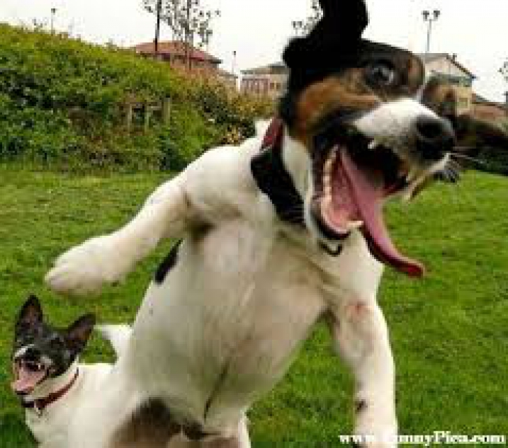 Cele mai amuzante imagini cu câini de pe Internet. Râzi garantat 