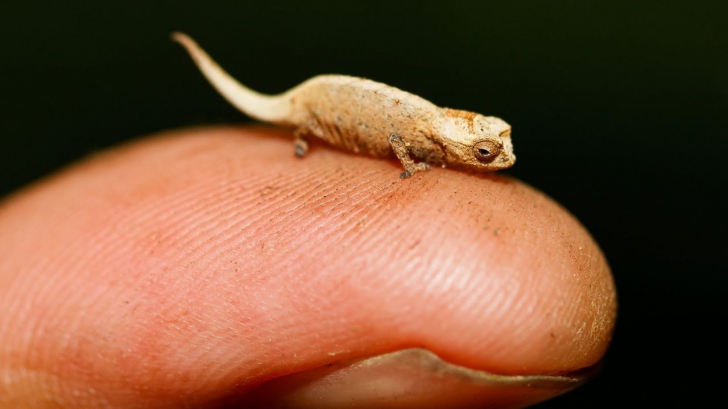 Poți crede că este o furnică, dar e cea mai mică reptilă din lume. Cum arată acest cameleon!