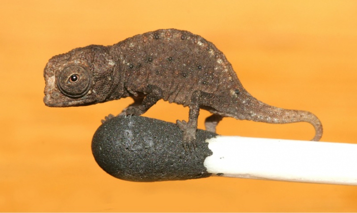 Poți crede că este o furnică, dar e cea mai mică reptilă din lume. Cum arată acest cameleon!