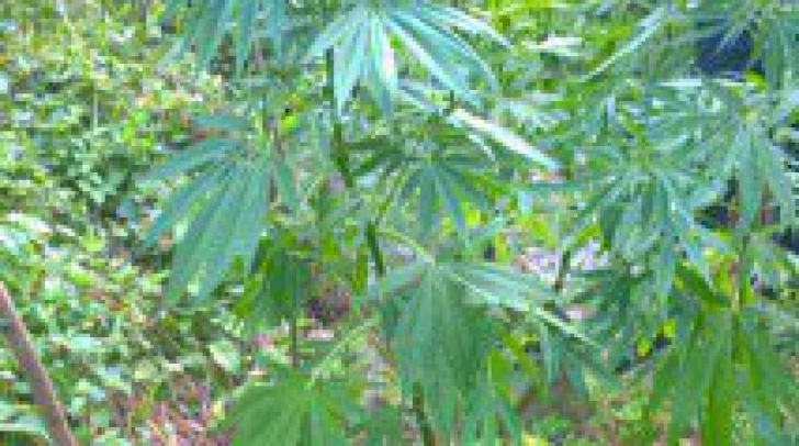 Polițiștii au găsit o plantație ascunsă de cannabis. Ce le-au spus proprietarilor? Râzi cu lacrimi