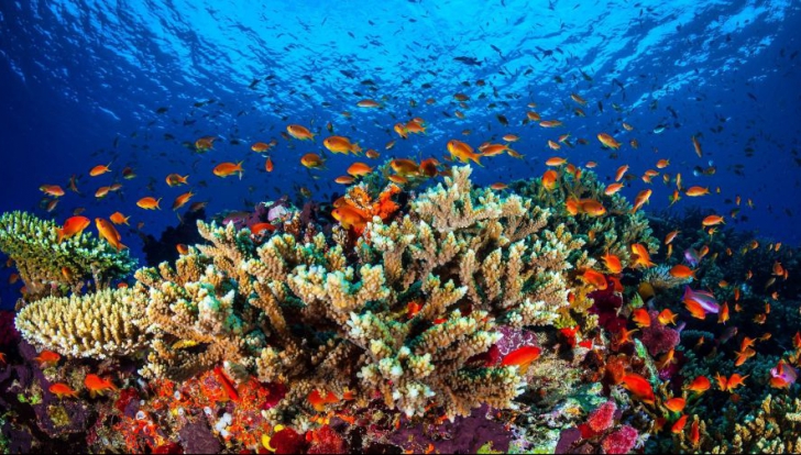 La ce valoare a fost estimată Marea Barieră de Corali