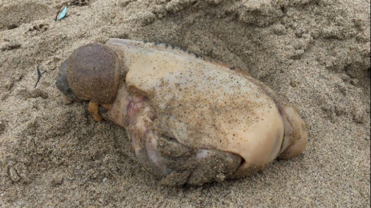 Ce animal este acesta? A ieșit din apă și a murit pe plajă. Turiștii, șocați