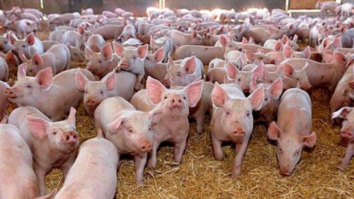 Rusia a blocat importurile de porci vii și carne de porc din România