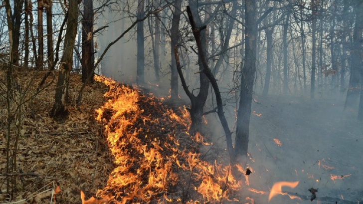 Incendiu de pădure VIOLENT. Sute de pompieri și militari se luptă să controleze flăcările