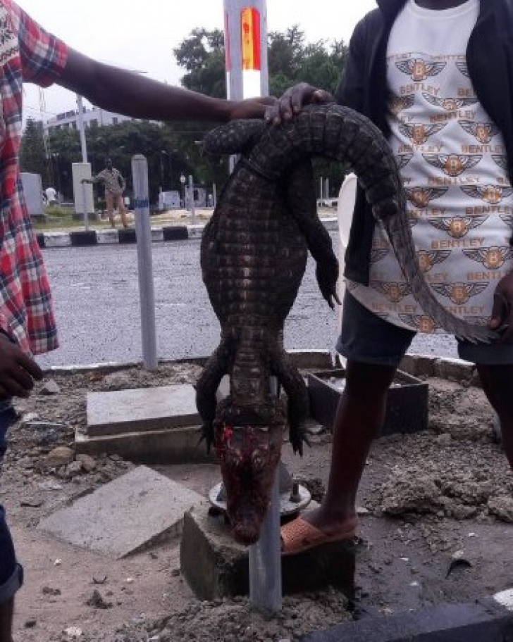 Dezastru în Lagos în urma precipitațiilor masive. Pericol de îmbolnăviri și de crocodili