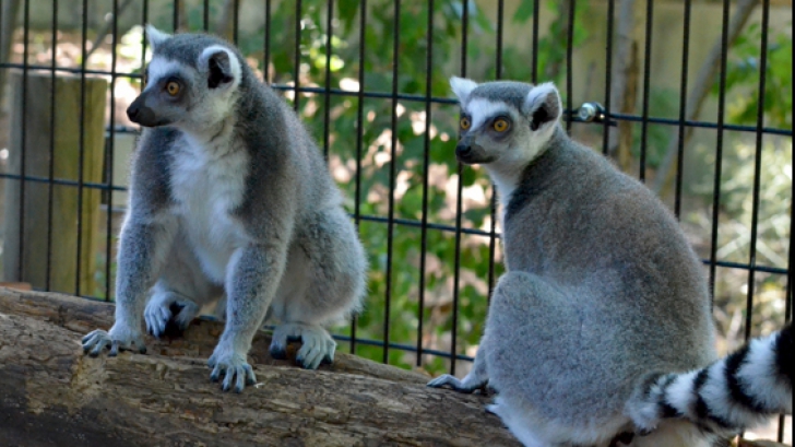 PREMIERĂ în România! Ce s-a întâmplat la Grădina Zoologică din Târgu-Mureș