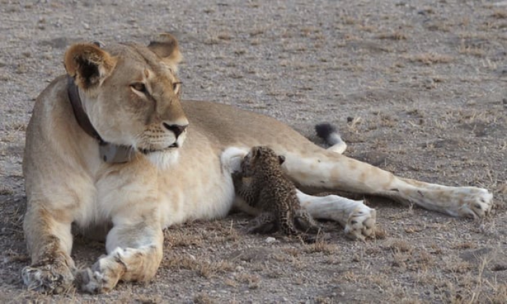 INEXPLICABIL! Caz unic: o leoaică a adoptat un pui de leopard orfan și neajutorat