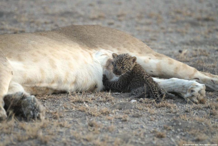 INEXPLICABIL! Caz unic: o leoaică a adoptat un pui de leopard orfan și neajutorat