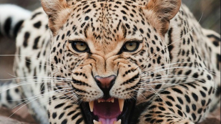 TRAGEDIE O fată de 13 ani, ucisă de leopard chiar în fața mamei sale