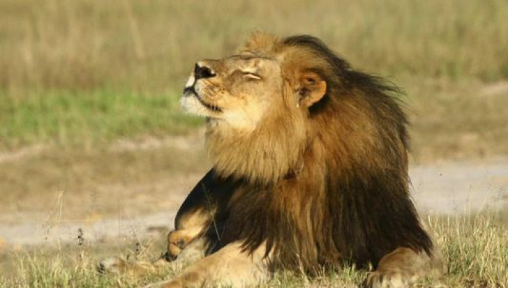 Aceeași soartă TRAGICĂ! Puiul leului Cecil, ucis de un vânător. Apărătorii animalelor sunt SIDERAȚI