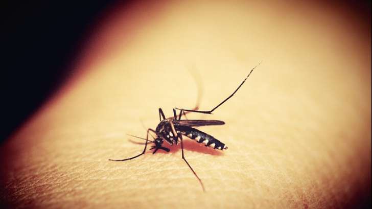 Aceasta este singura țară din lume fără țânțari