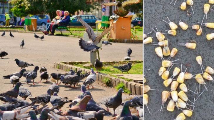 Sute de porumbei, ucişi la Arad cu boabe de porumb în care au fost înfipte ace