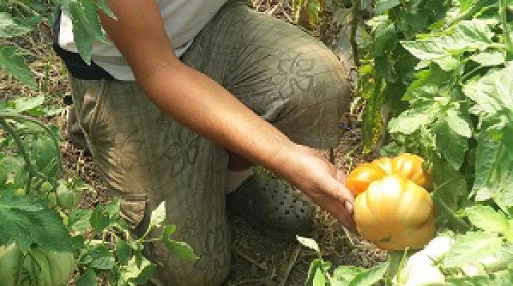 Roşii-gigant cultivate într-o grădină din România. O singură tomată ajunge la 1,4 kg - cât costă 