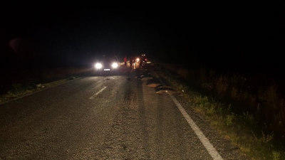 Accident ciudat pe o șosea din România. 33 de porci mistreți au murit 