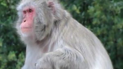 Incredibil! În țara asta se vânează MAIMUȚE