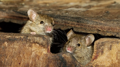 Ce înseamnă când visezi şoareci sau şobolani. E de bine sau de rău?