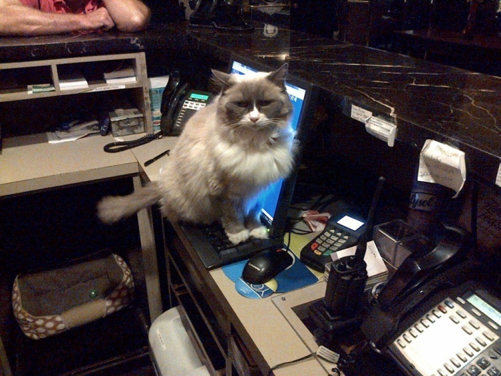 S-a pensionat, după 7 ani, pisica angajată la un hotel pe postul de director. Cum arată felina