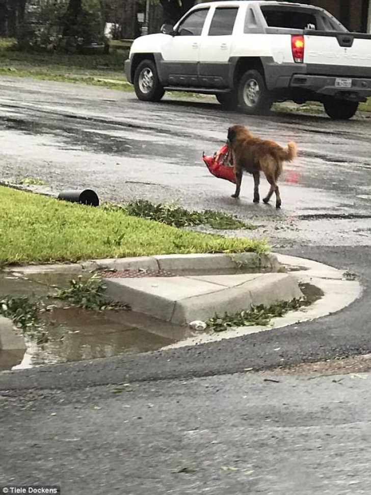 Câinele Otis, EROU după Uraganul Harvey. Motivul e emoţionant, fotografiile, VIRALE