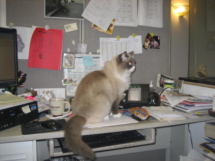 S-a pensionat, după 7 ani, pisica angajată la un hotel pe postul de director. Cum arată felina